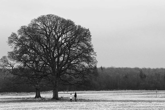 County Kildare, 2013, inverno
