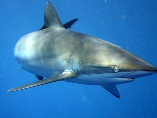 8 specie marine pericolose che vivono alle Canarie
