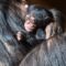 Al Loro Parque di Puerto de la Cruz è nato un cucciolo di scimpanzé!