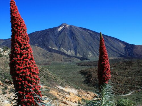 Il Tajinaste Rojo, una gemma nascosta di Tenerife