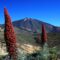 Il Tajinaste Rojo, una gemma nascosta di Tenerife