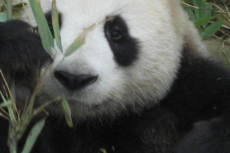 I panda in Cina: xióngmāo