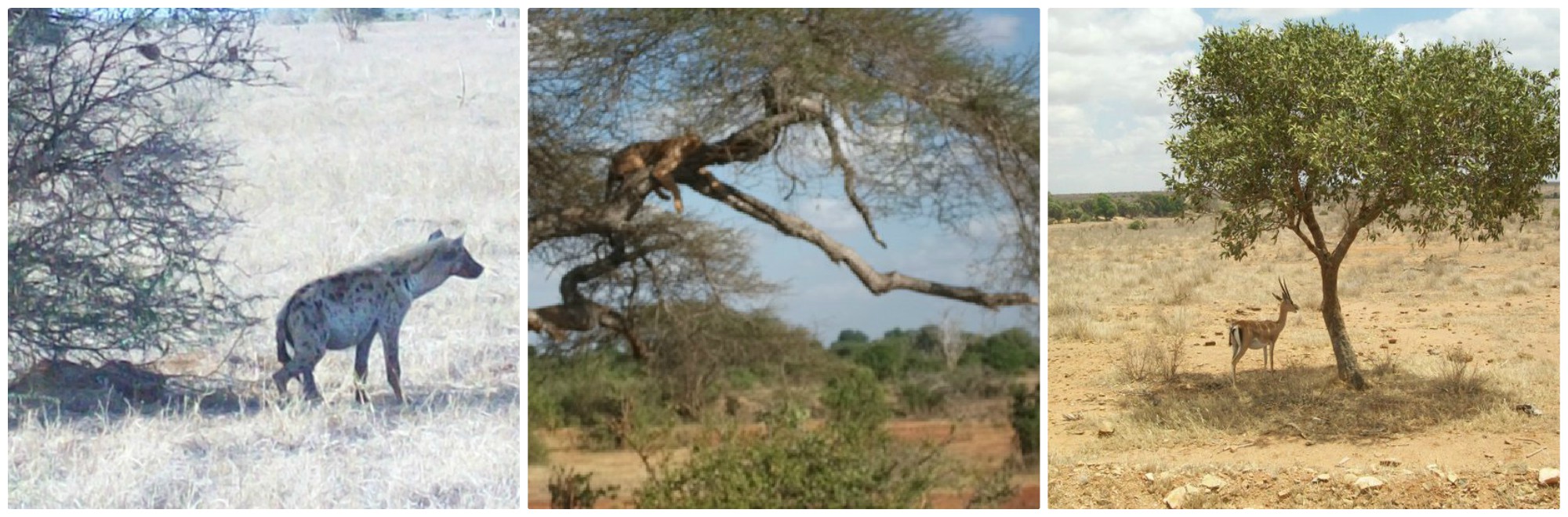 Safari Tsavo East in Kenya