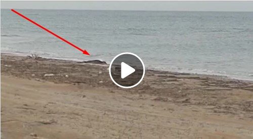 Incredibile..!! Una foca in spiaggia in provincia di Lecce.
