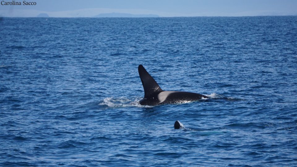 Whale watching Islanda