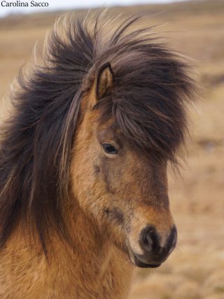 Cavalli islandesi
