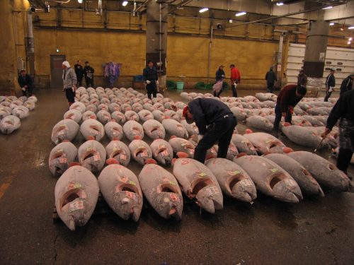 Cose da sapere prima di visitare il mercato del pesce Tsukiji
